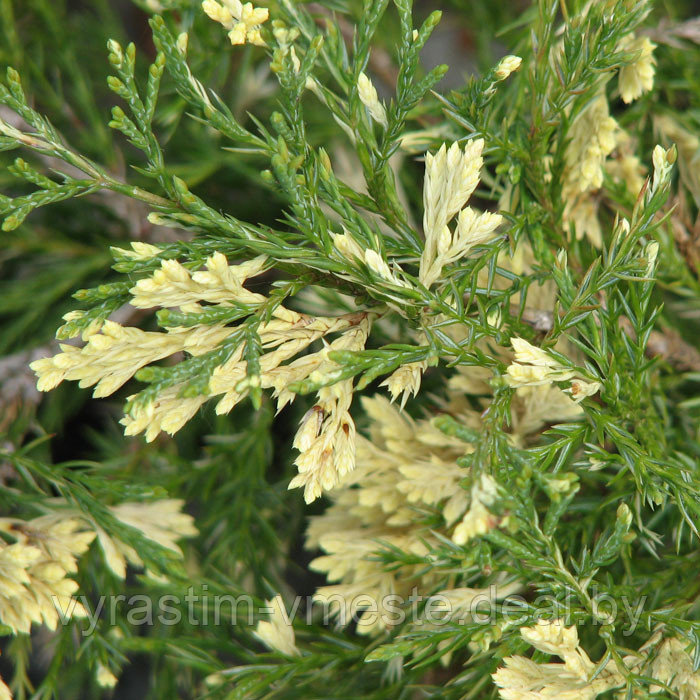 Можжевельник казацкий Вариегата (Juniperus sabina 'Variegata ), С3, диам: 30-40см - фото 2 - id-p48968675