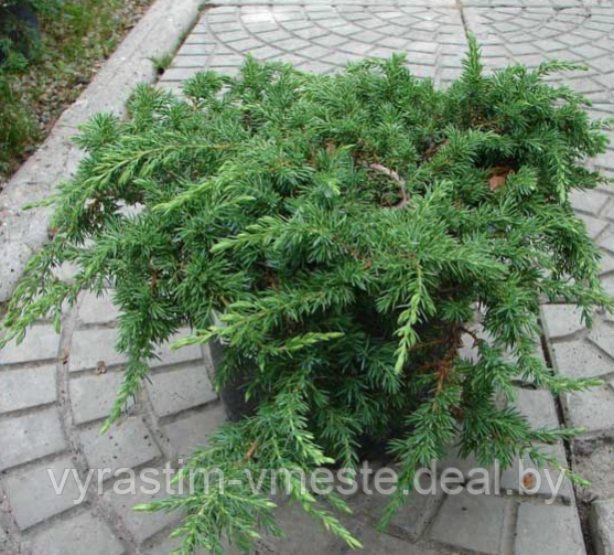 Можжевельник обыкновенный Грин Карпет  (Juniperus communis  'Green Carpet’), С3, диам:40-45см