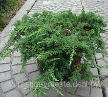 Можжевельник обыкновенный Грин Карпет  (Juniperus communis  'Green Carpet’), С3, диам:40-45см