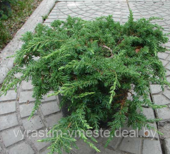Можжевельник обыкновенный Грин Карпет (Juniperus communis 'Green Carpet ), С3, диам:40-45см - фото 1 - id-p48981327