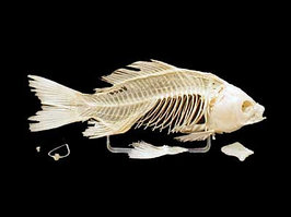 Скелет костистой рыб