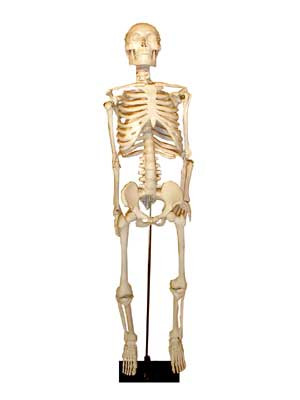 Скелет человека на штативе (85 см.) - фото 1 - id-p49126598