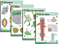 Комплект таблиц по биологии дем. "Ботаника 1" (12 табл., формат А1, лам.)