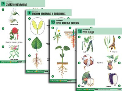 Комплект таблиц по биологии дем. "Ботаника 2" (18 табл., формат А1, лам.)