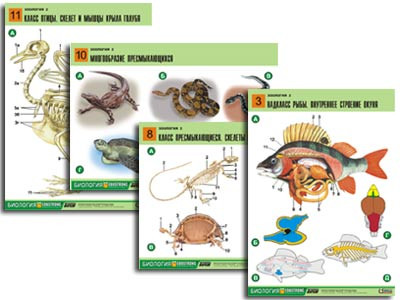 Комплект таблиц по биологии дем. "Зоология 2" (16 табл., формат А1, лам.)