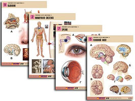 Комплект таблиц по биологии дем. "Человек и его здоровье 2" (10 табл., формат А1, лам.)