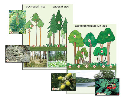 Гербарий фотографический "Растительные сообщества. Лес" (раздаточный) - фото 1 - id-p49133729