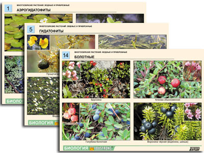 Комплект таблиц по ботанике раздат. "Многообразие растений. Водные и прибрежные" (16 шт., А4, лам)