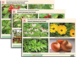 Комплект таблиц по ботанике раздат. "Многообразие растений. Лекарственные и ядовитые"(16 шт.,А4,лам)