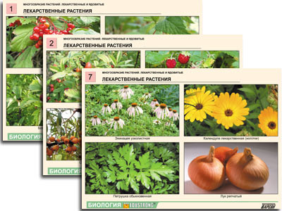 Комплект таблиц по ботанике раздат. "Многообразие растений. Лекарственные и ядовитые"(16 шт.,А4,лам) - фото 1 - id-p49133758