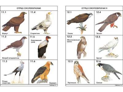 Комплект таблиц по зоологии раздат. "Разнообразие животных. Птицы." (цвет.,лам., А4, 16 шт.) - фото 1 - id-p49133790
