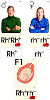 Модель-аппликация "Наследование резус-фактора" (ламинированная)