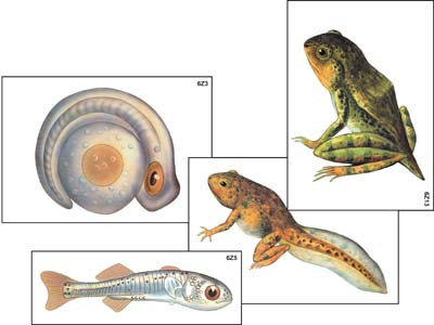 Модель-аппликация "Развитие костной рыбы и лягушки" (ламинированная)