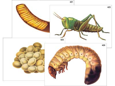 Модель-аппликация "Развитие насекомых с полным и неполным превращением" (ламинированная) - фото 1 - id-p49133854