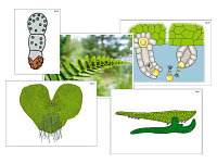 Модель-аппликация "Размножение папоротника" (ламинированная)