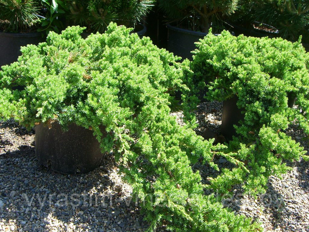 Можжевельник прокумбенс/лежачий Нана (Juniperus procumbens Nana), С3, диам:25-35см