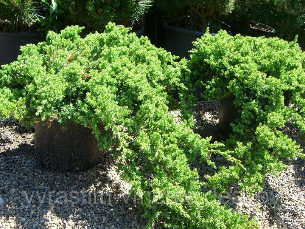 Можжевельник прокумбенс/лежачий Нана (Juniperus procumbens Nana), С3, диам:25-35см - фото 1 - id-p49143612