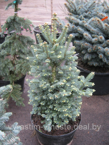 Пихта одноцветная Конколор (Picea concolor) С3, выс. 60 см - фото 2 - id-p49148049
