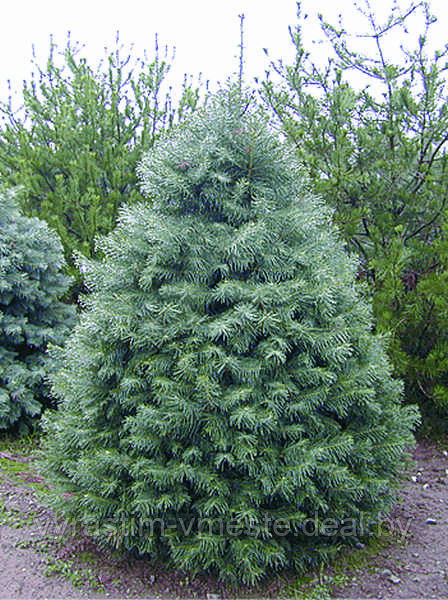 Пихта одноцветная Конколор (Picea concolor) С3, выс. 60 см - фото 3 - id-p49148049