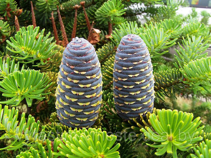 Пихта Корейская (Abies Koreana) С5, выс. 50-80 см - фото 4 - id-p49148171