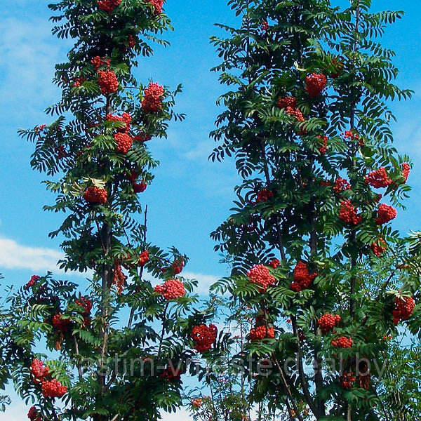 Рябина обыкновенная Фастигиата (Sorbus aucuparia Fastigiata) С10 В.200 см - фото 1 - id-p49149799