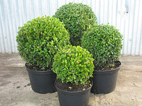 Самшит Buxus Semp С 2, РП