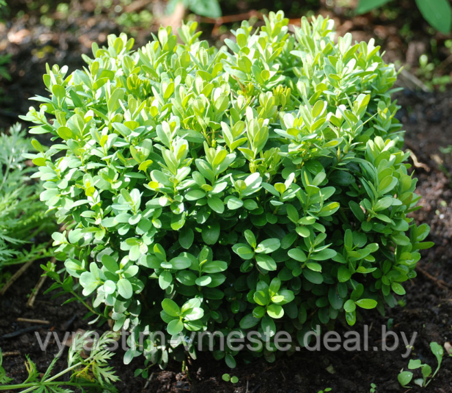 Самшит вечнозеленый  (Buxus sempervirens) С5  В.50-55, Д.20-25 см