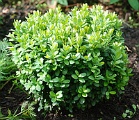 Самшит вечнозеленый (Buxus sempervirens) С5 В.50-55, Д.20-25 см