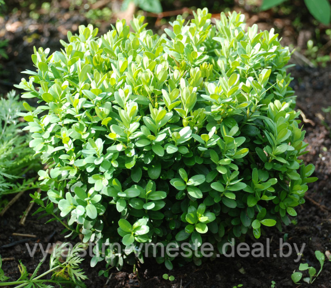 Самшит вечнозеленый (Buxus sempervirens) С5 В.50-55, Д.20-25 см - фото 1 - id-p49150509