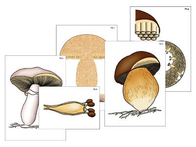 Модель-аппликация "Размножение шляпочного гриба" (ламинированная)