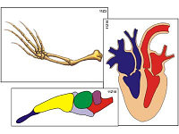 Модель-аппликация "Эволюция важнейших систем органов позвоночных" (ламинированная)