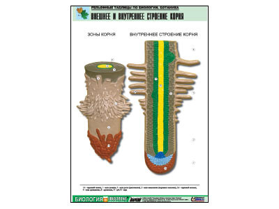 Рельефная таблица "Внешнее и внутреннее строение корня" (формат А1, матовое ламинир.)