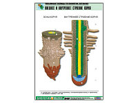 Рельефная таблица "Внешнее и внутреннее строение корня" (формат А1, матовое ламинир.)