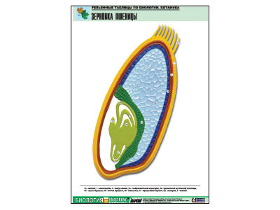 Рельефная таблица "Зерновка пшеницы" (формат А1, матовое ламинир.)