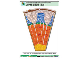 Рельефная таблица "Клеточное строение стебля" (формат А1, матовое ламинир.)