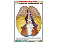 Рельефная таблица "Доли и извилины нижней поверхности полушарий головного мозга" (А1, матовое лам.)