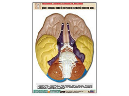 Рельефная таблица "Доли и извилины нижней поверхности полушарий головного мозга" (А1, матовое лам.)