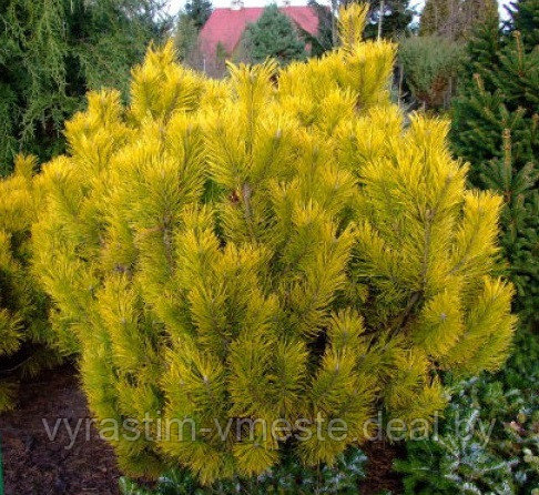 Сосна горная Голд Стар (Pinus mugo Gold Star) С7 выс. 35-40 - фото 2 - id-p49153811