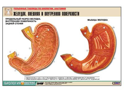 Рельефная таблица "Желудок. Внешняя и внутренняя поверхности" (формат А1, матовое ламинир.) - фото 1 - id-p49153808