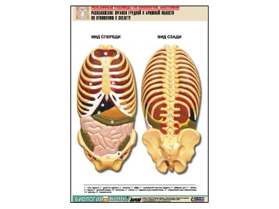 Рельефная таблица "Расположение органов грудной и брюшной полостей по отношению к скелету"(А1, лам.)