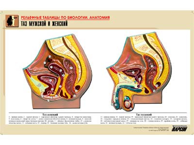 Рельефная таблица "Таз мужской и женский" (формат А1, матовое ламинир.) - фото 1 - id-p49153892
