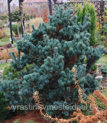 Сосна мелкоцветковая Негиши ( Pinus parviflora Negishi) С5 выс.90 см