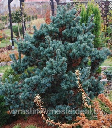 Сосна мелкоцветковая Негиши ( Pinus parviflora Negishi) С5 выс.90 см - фото 1 - id-p49200873