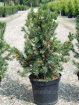 Тис средний Хикси (Taxus media Hicksii) С5, 90-95 см - фото 2 - id-p49209965