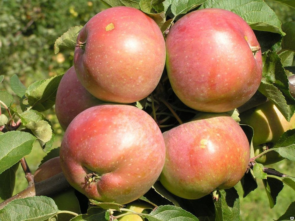 Саженец яблони, сорт "Белорусское сладкое"