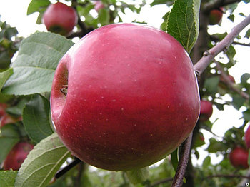 Саженец яблони, сорт "Коваленковское"