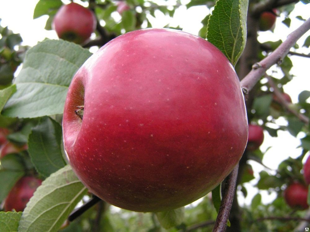 Саженец яблони сорт "Коваленковское" - фото 1 - id-p49493805