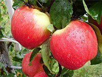 Саженец яблони, сорт "Женева", фото 1