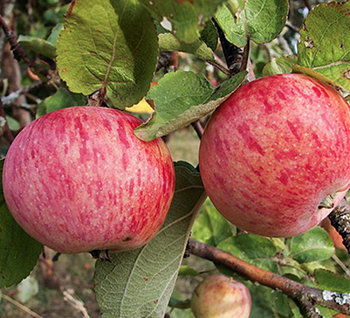 Яблоня "Штрейфлинг" (осенняя)