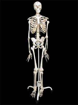 Скелет человека на подставке (170 см.) - фото 1 - id-p49636893